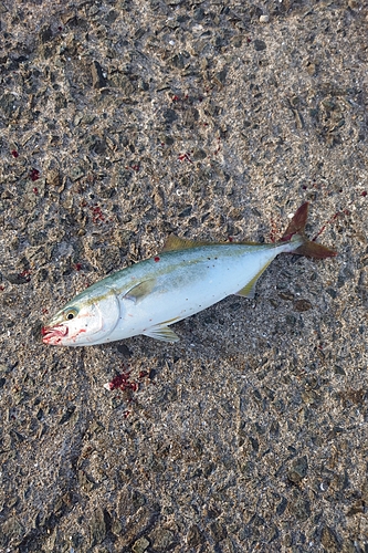 ヤズの釣果