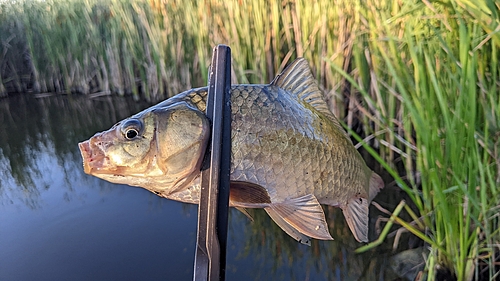 フナの釣果