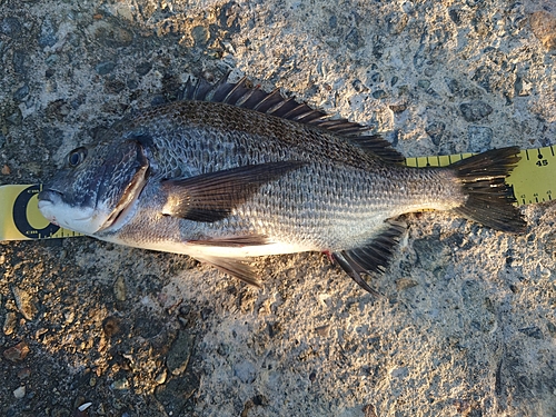 クロダイの釣果