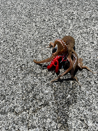 タコの釣果