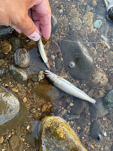 アユの釣果