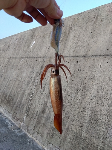 イカの釣果