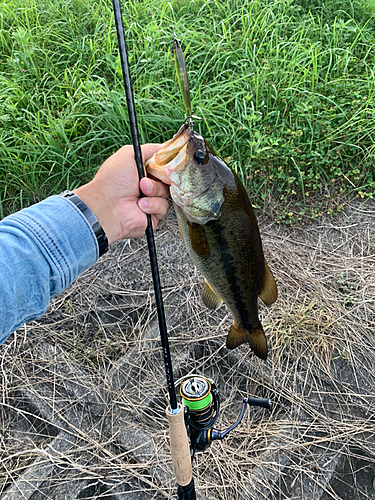 ラージマウスバスの釣果