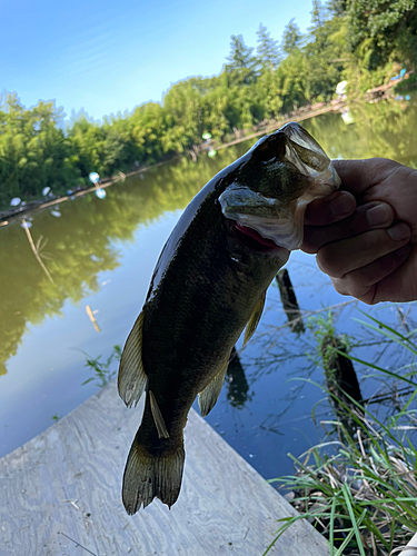 ブラックバスの釣果