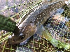 イワナの釣果