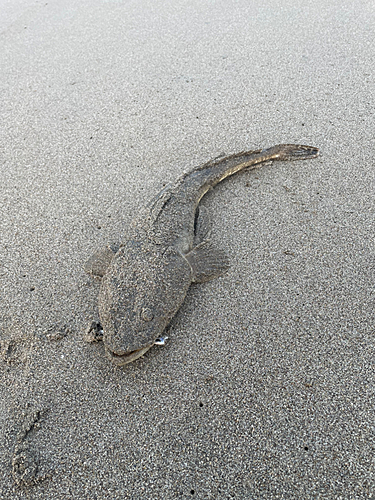 マゴチの釣果