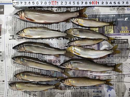 アユの釣果