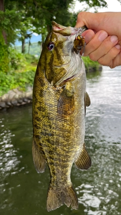 スモールマウスバスの釣果