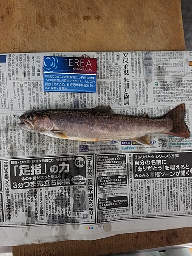 イワナの釣果