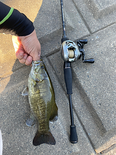 スモールマウスバスの釣果