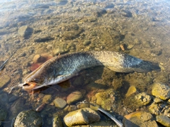 ニホンナマズの釣果