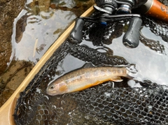 イワナの釣果