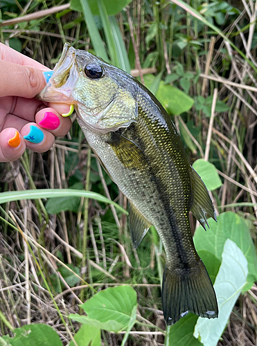 ブラックバスの釣果