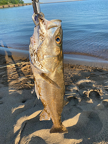 スズキの釣果