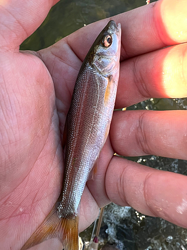 ウグイの釣果