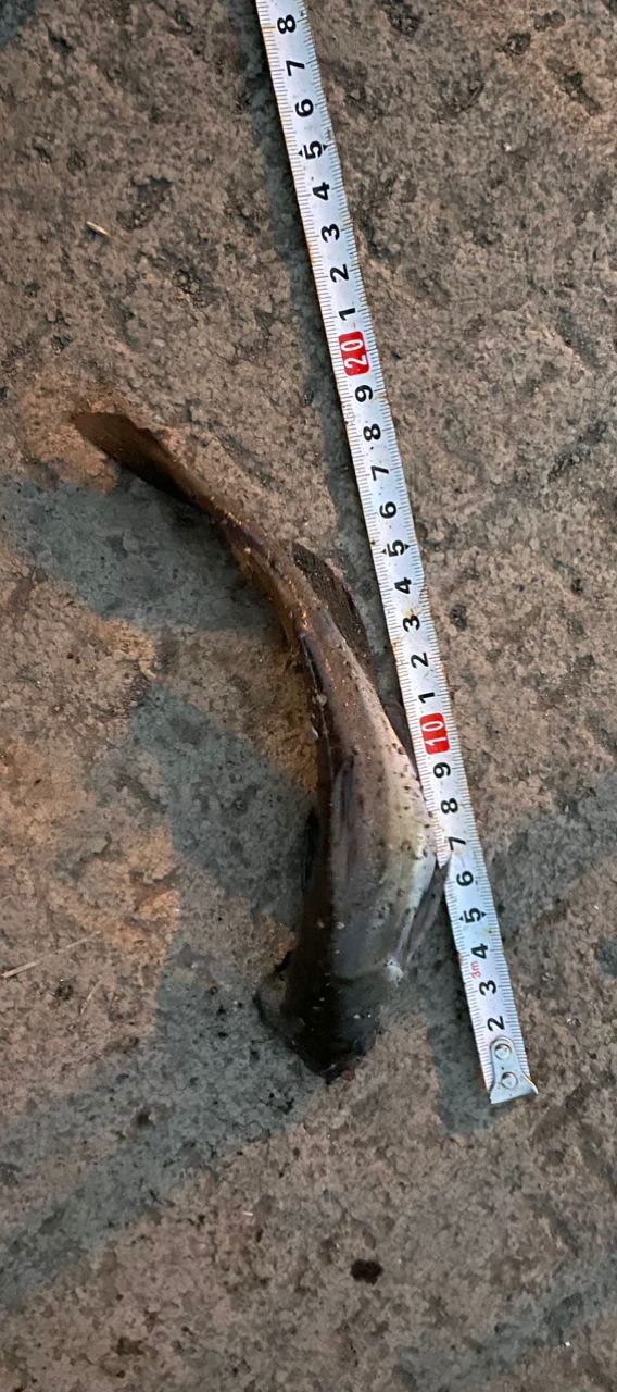 アメリカナマズ