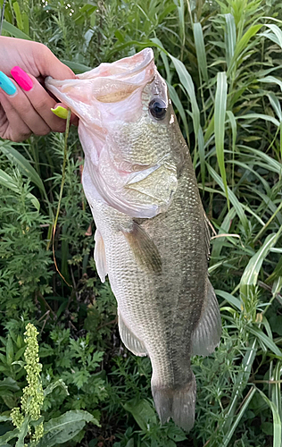 ブラックバスの釣果