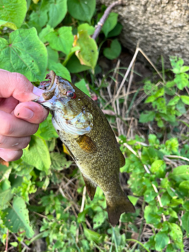 スモールマウスバスの釣果