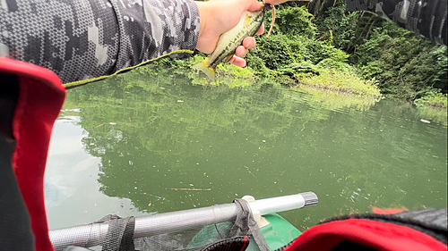 ラージマウスバスの釣果