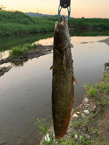 ナマズの釣果