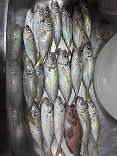 アジの釣果