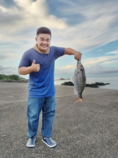 ハマフエフキダイの釣果