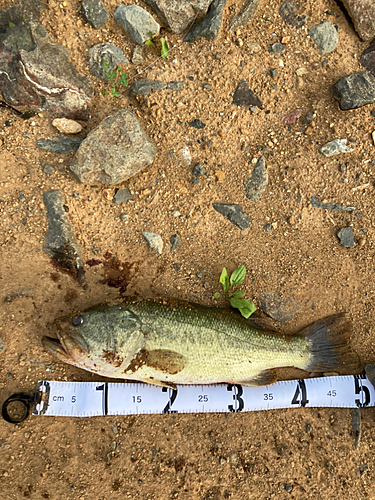 ブラックバスの釣果