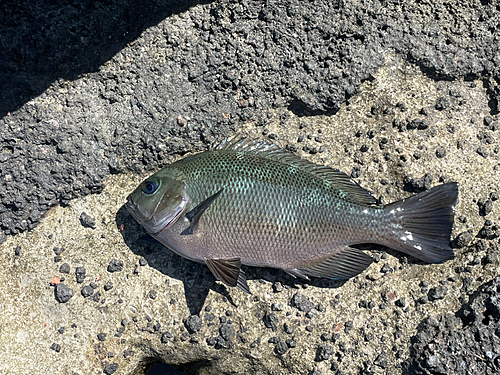 メジナの釣果