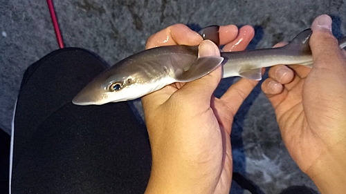 サメの釣果