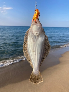 ソゲの釣果