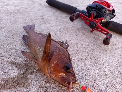 ガヤの釣果