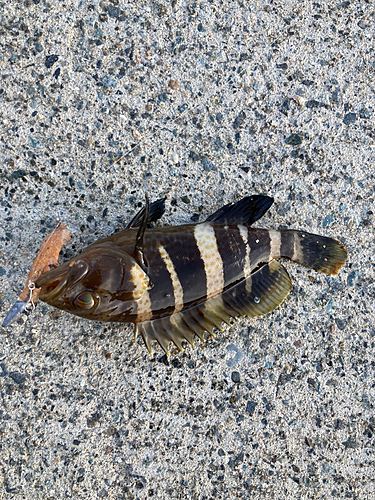 アオハタの釣果