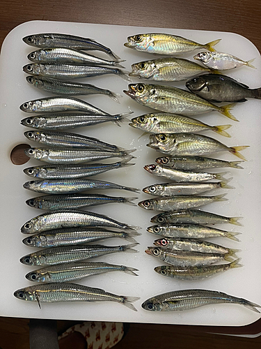 アジの釣果