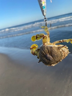 カニの釣果