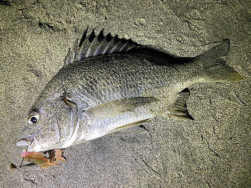 キビレの釣果