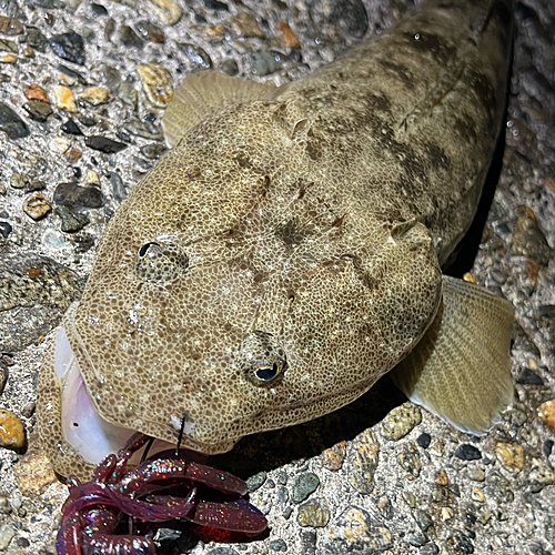 マゴチの釣果