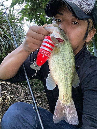 ブラックバスの釣果