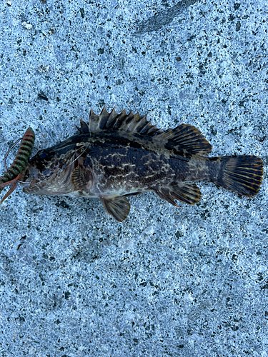 タケノコメバルの釣果