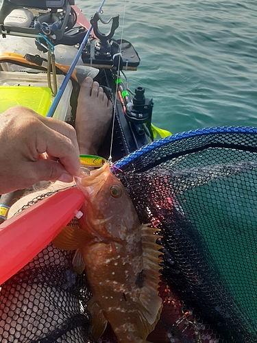 サバの釣果