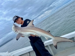 サメの釣果