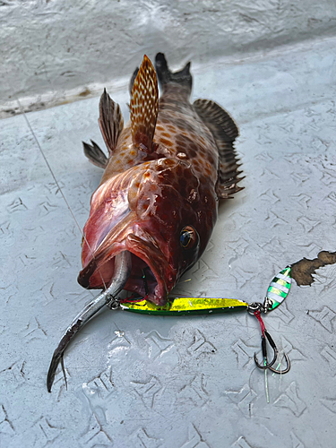 オオモンハタの釣果