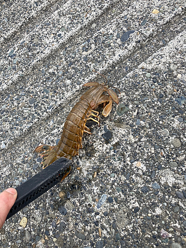 シャコの釣果