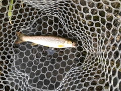 アメマスの釣果