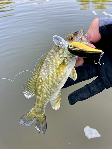 スモールマウスバスの釣果