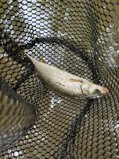 ウグイの釣果