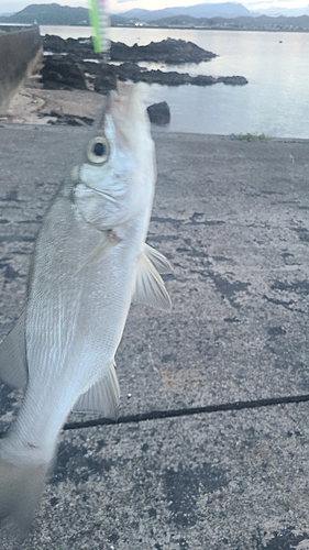 セイゴ（ヒラスズキ）の釣果