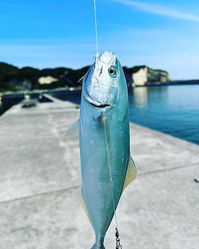 ワカシの釣果