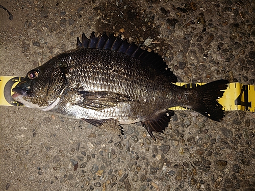 クロダイの釣果