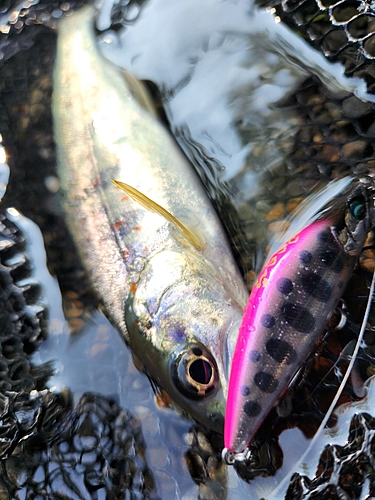 アマゴの釣果