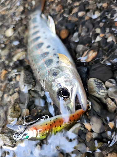 アマゴの釣果